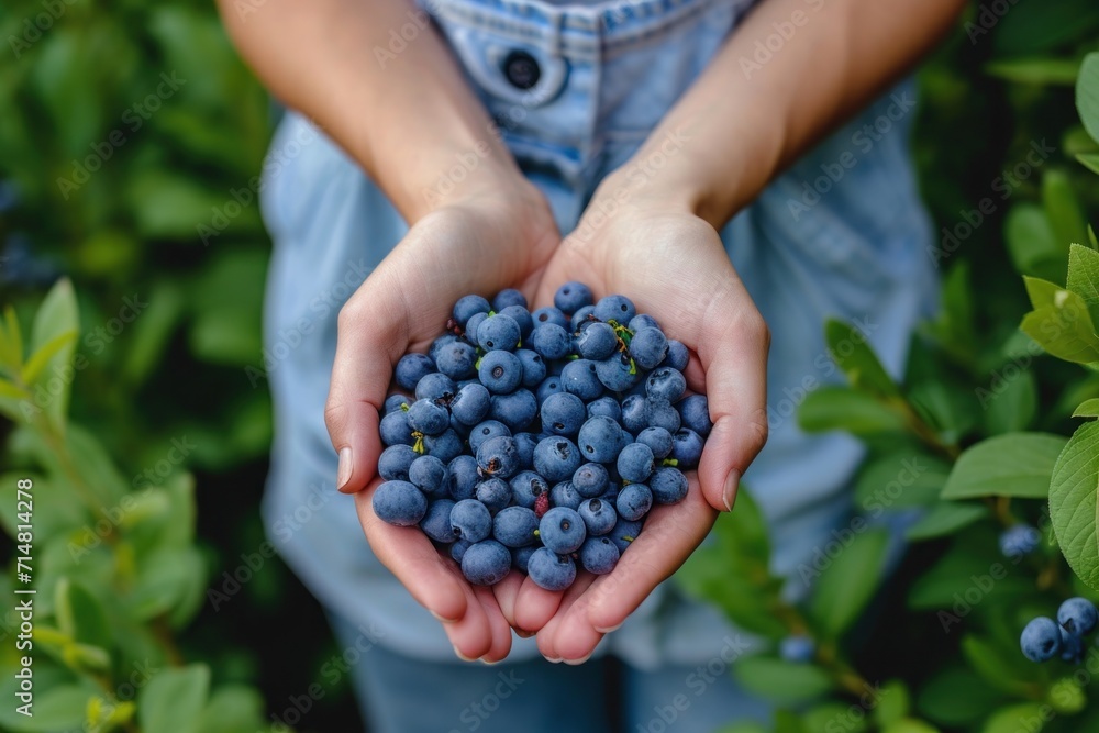 Woman holding blueberries in her hands in a garden Woman holding blueberries in her hands in a garden
