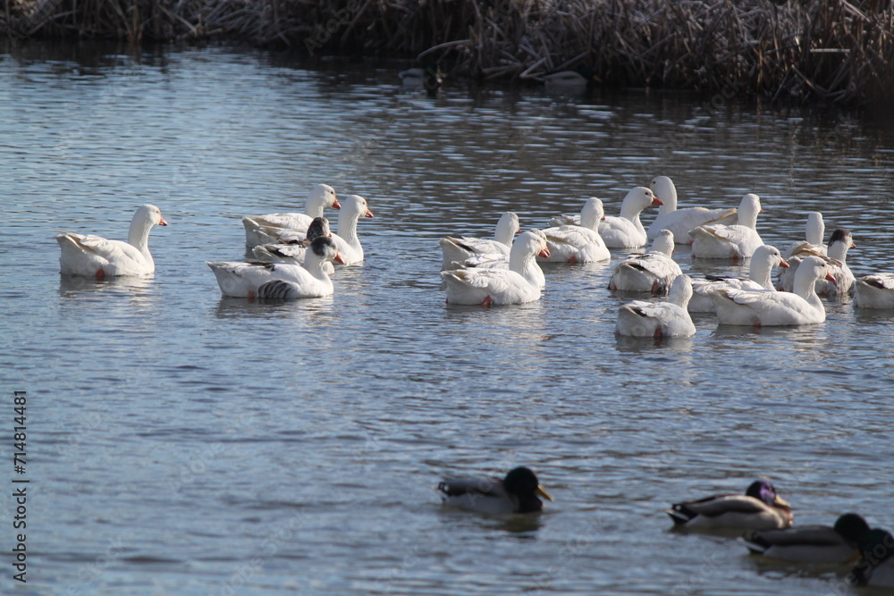 Fototapeta premium Patos