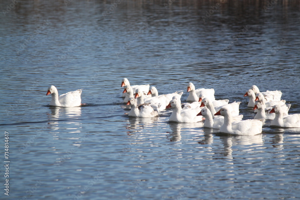 Fototapeta premium Patos