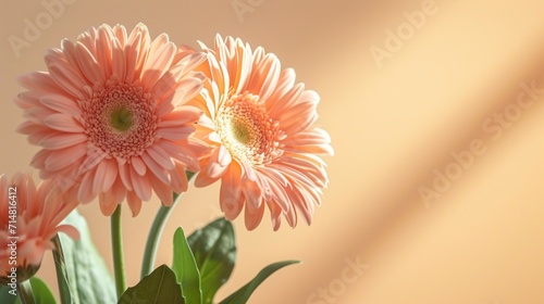 Pastel Peachy Gerbera Flowers with Aesthetic Sunlight Shadows on Tan Beige Background AI Generated