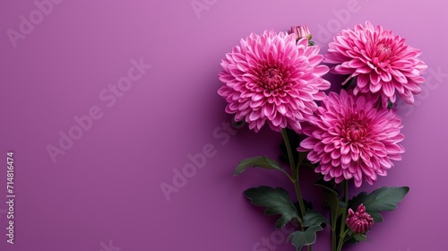 Beautiful Pink Chrysanthemum Flowers Bouquet on Purple Background AI Generated