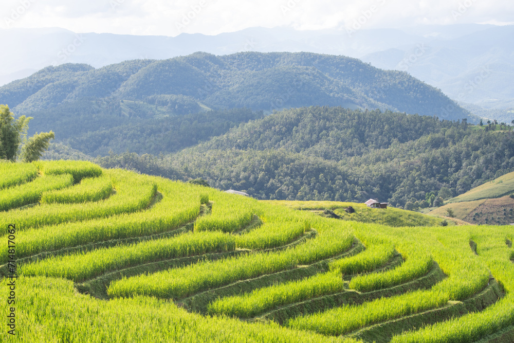 Beautiful scenery of tropical rice terrance farm over mountainous area and small huts on the hill under morning sun light. For plantation area and agritourism concept