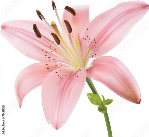 Pink lily flower isolated on white background. Realistic vector illustration