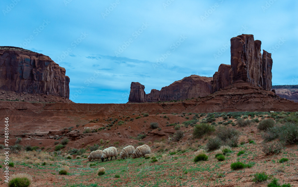 Sheep in Monument Valley Tribal Park, United States Sheep in Monument Valley Tribal Park, United States