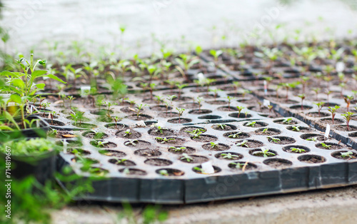 Box of seedlings in the greenhouse photo