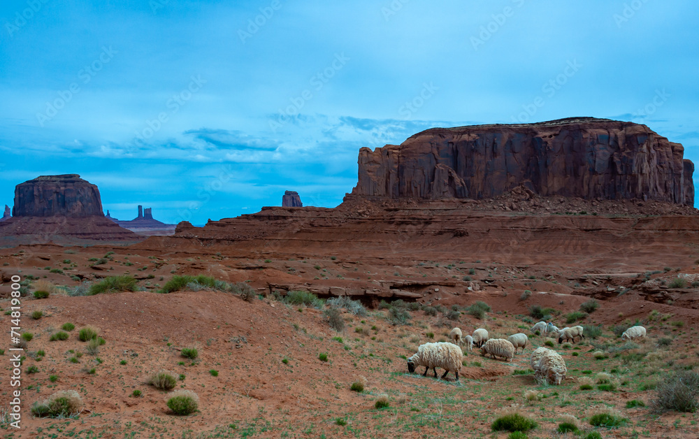 Sheep in Monument Valley Tribal Park, United States