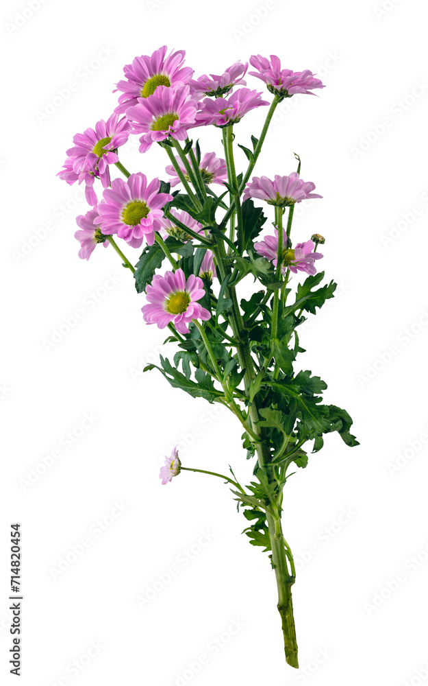 Bunch of wild flowers isolated on transparent white background Bunch of wild flowers isolated on transparent white background