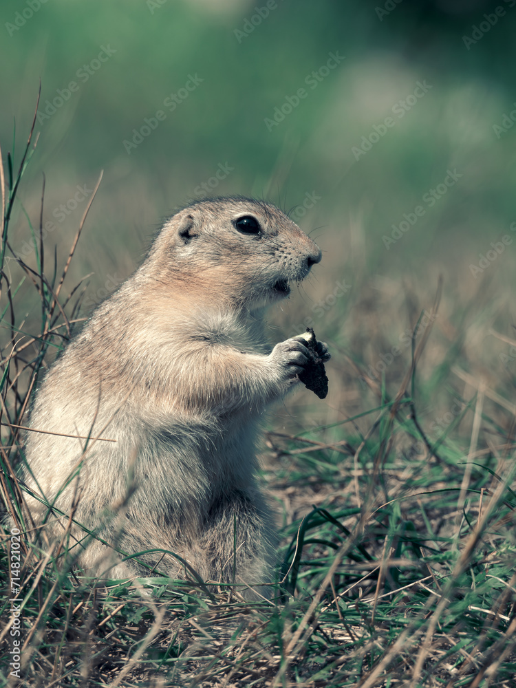 Prairie dog is eating edible roots on a grassy lawn. Side view. Close-up Prairie dog is eating edible roots on a grassy lawn. Side view. Close-up