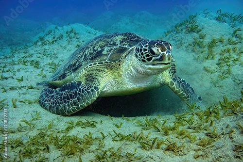 green sea turtle © Benjamin