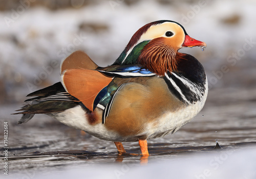 Mandarin duck portrait in winter, Quebec, Canada photo