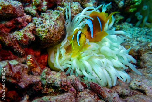 fish in anemone
