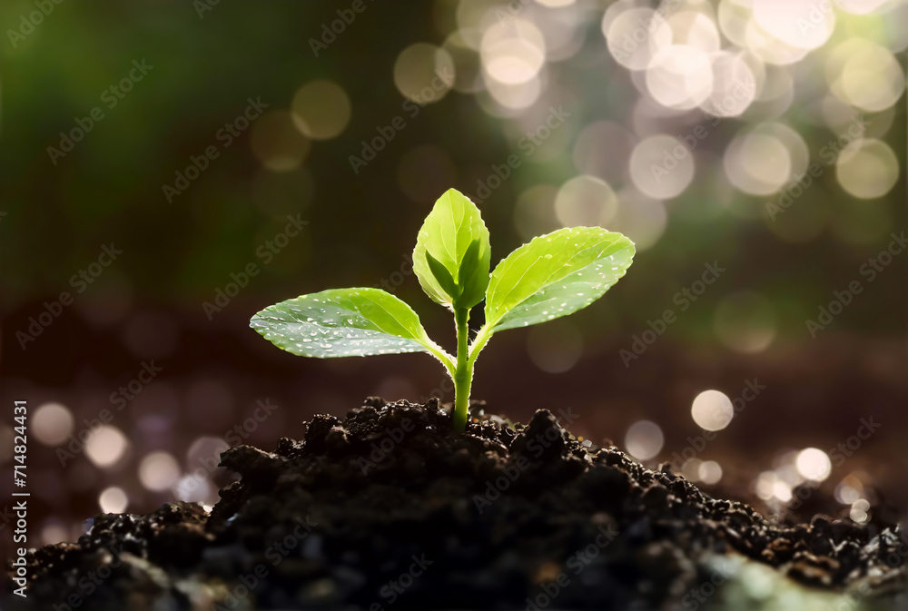Close up of a young plant sprouting from the ground with green bokeh background, rich soil, ecology concept, World Soil Day, generative ai Close up of a young plant sprouting from the ground with green bokeh background, rich soil, ecology concept, World Soil Day, generative ai