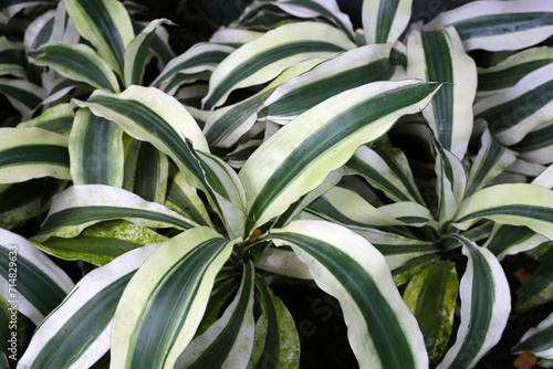 Dracaena fragrans  L.  Ker Gawl. White green leaves