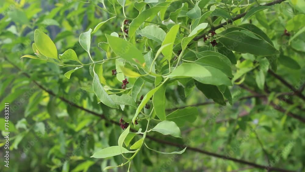 Salvadora, also known as tootbrush tree, a genus of flowering plants in the family Salvadoraceae. Salvadora, also known as tootbrush tree, a genus of flowering plants in the family Salvadoraceae.
