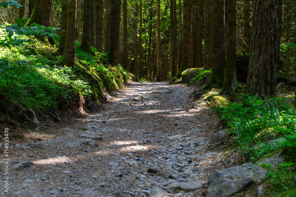 Path and Streets in the Bavarian Forest Path and Streets in the Bavarian Forest