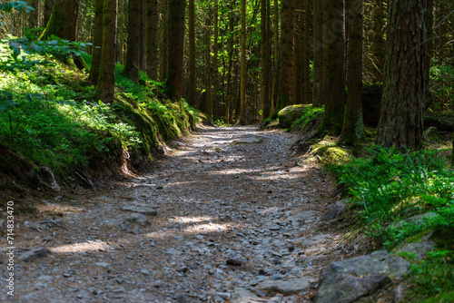 Path and Streets in the Bavarian Forest