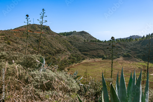 Blooming Agave At The Caldera Los Marteles photo