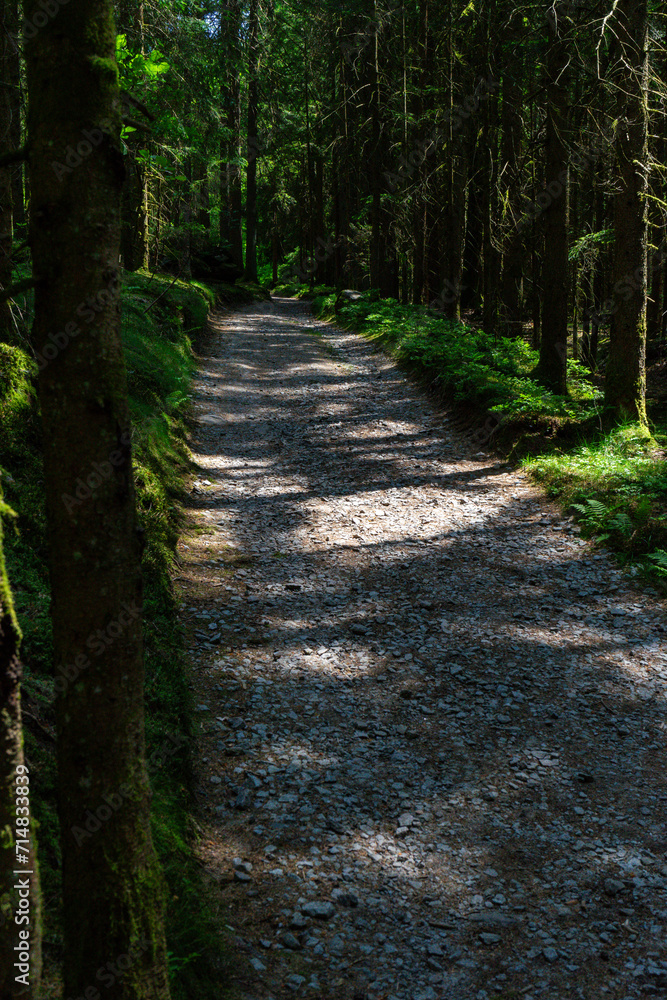 Path and Streets in the Bavarian Forest Path and Streets in the Bavarian Forest