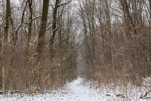 Deciduous forest, during winter snow time in Romania Voluntari