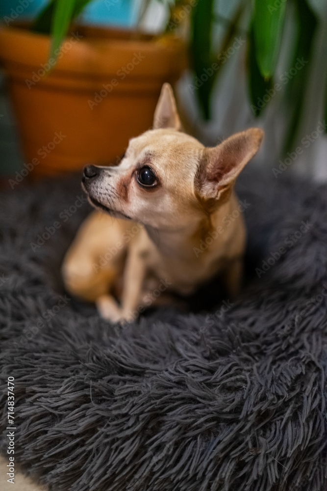 Leila the Chihuahua Lady is Sitting in Nest.