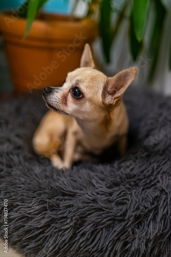 Leila the Chihuahua Lady is Sitting in Nest.