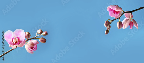 Branch of tropical orchids on blue background.