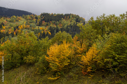 green orange yellow colored trees perfect landscape