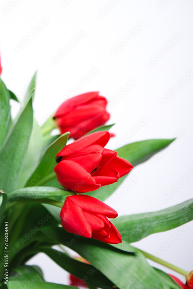 Close up of red tulip flowers, blurry white background Close up of red tulip flowers, blurry white background