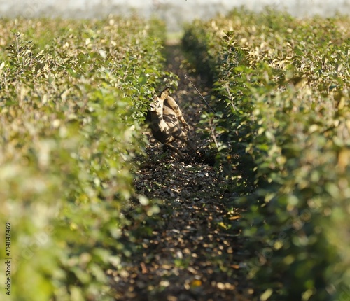 Un chevreuil faisant une sieste au soleil  au milieu de scions d'arbres est surpris.