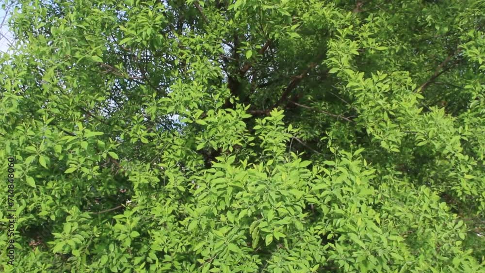 Salvadora, also known as tootbrush tree, a genus of flowering plants in the family Salvadoraceae. Salvadora, also known as tootbrush tree, a genus of flowering plants in the family Salvadoraceae.