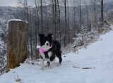 Czarno biały pies rasy Border Collie na zimowym szlaku turystycznym