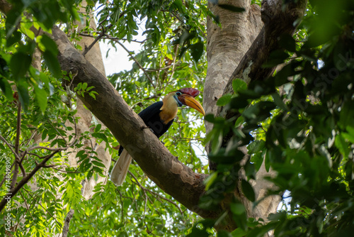 Sulawesi Hornbill found in Tangkoko National Park, Sulawesi, Indonesia, endemic bird.