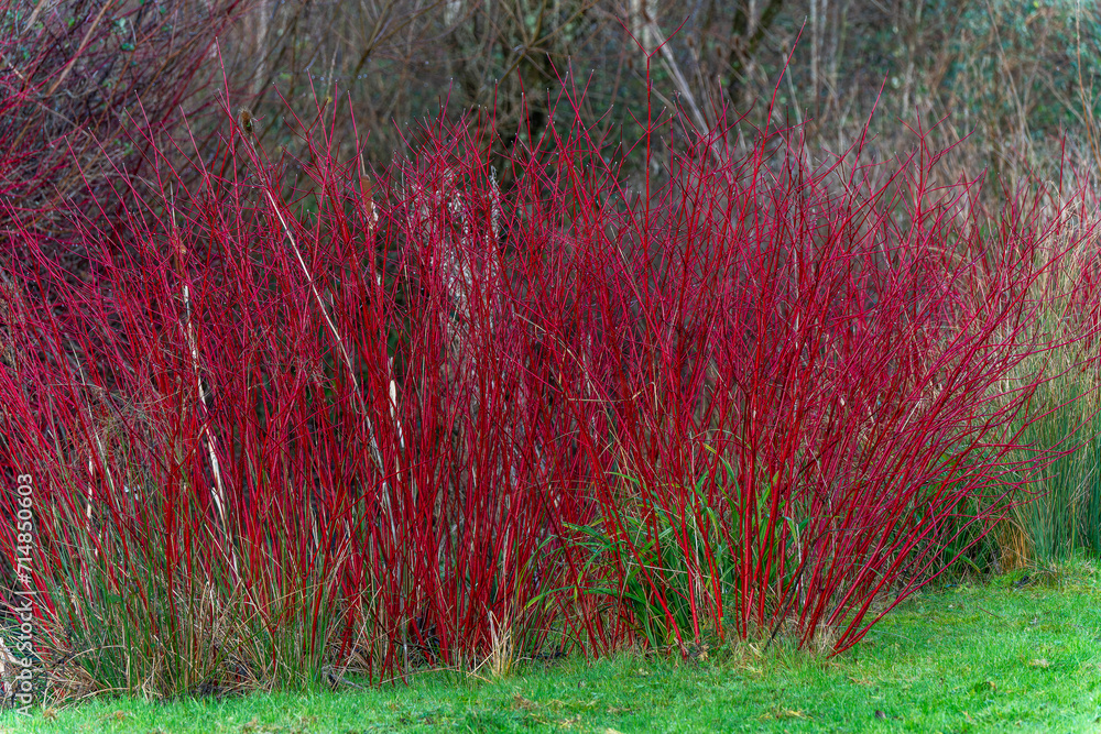 Obraz premium Cornus alba shrub with crimson red stems in winter and red leaves in autumn commonly known as dogwood, stock photo image