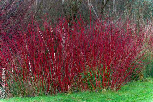 Cornus alba shrub with crimson red stems in winter and red leaves in autumn commonly known as  dogwood, stock photo image photo