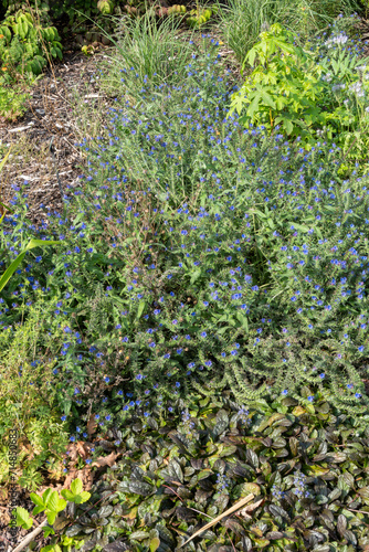 Wallpaper Mural Echium vulgare a summer flowering plant with a blue summertime flower commonly known as  viper's bugloss, stock photo image Torontodigital.ca