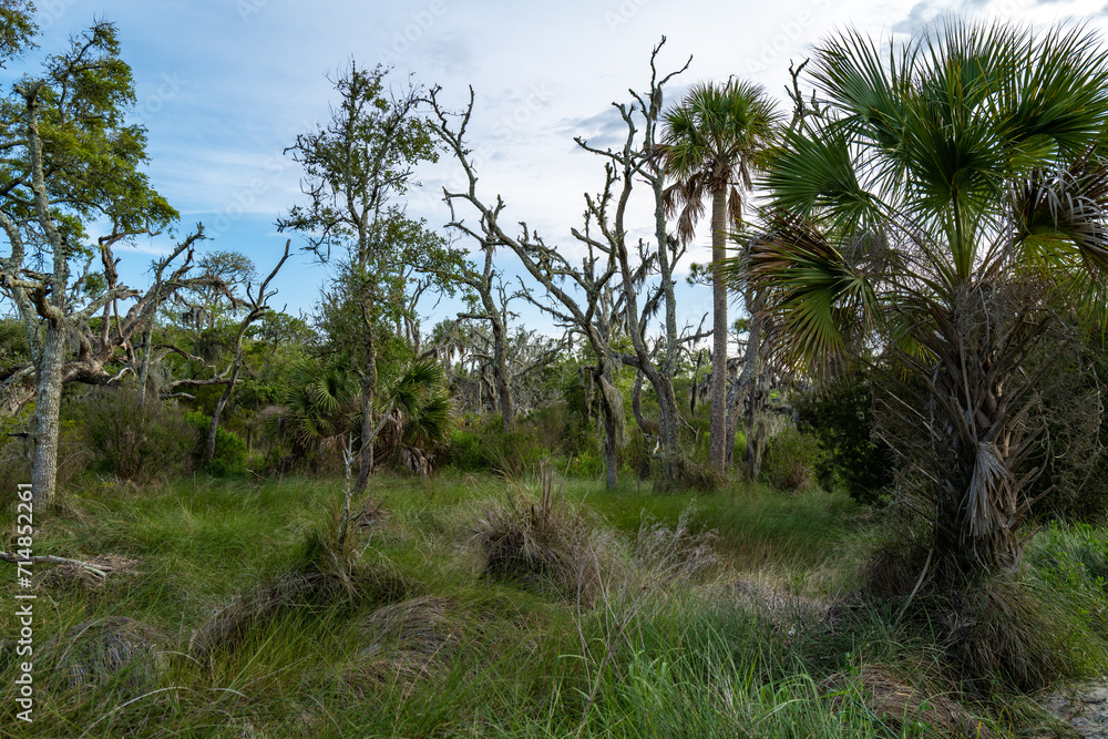 Panoramic view of the forest, palm trees and dead trees in the wetland along the ocean coast, Driftwood Beach, Jekyll Island Panoramic view of the forest, palm trees and dead trees in the wetland along the ocean coast, Driftwood Beach, Jekyll Island