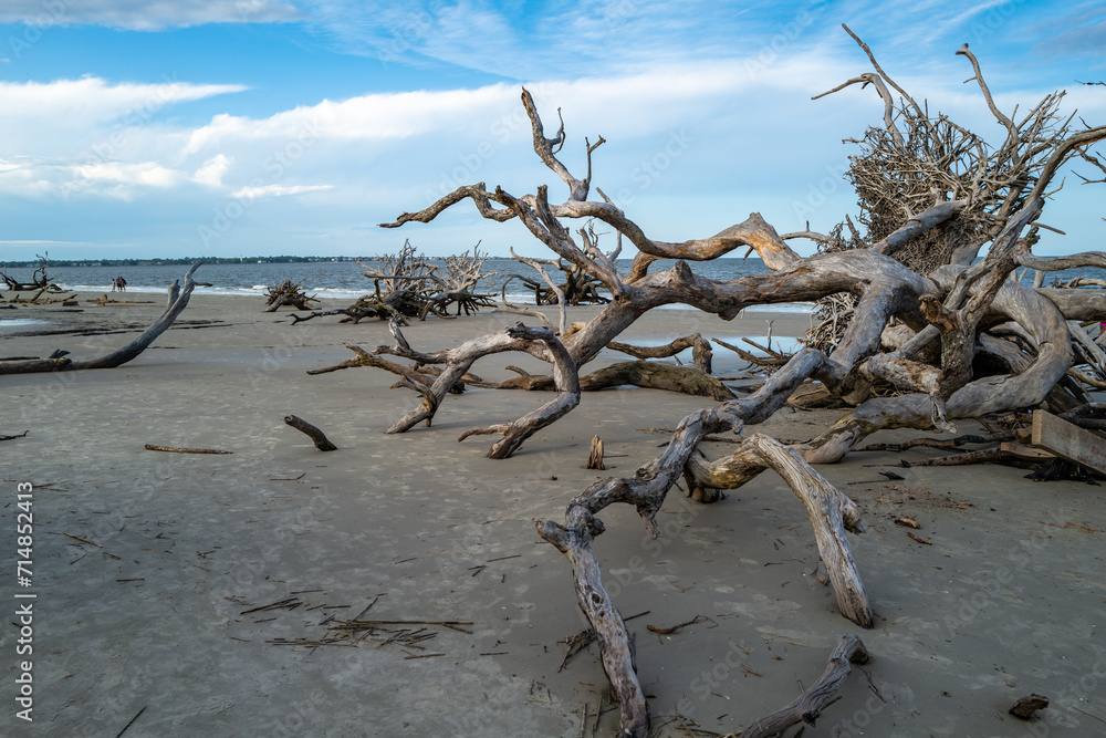 Dry trees on the sandy shore of a wide beach against the backdrop of a cloudy sky, Driftwood Beach, Georgia Dry trees on the sandy shore of a wide beach against the backdrop of a cloudy sky, Driftwood Beach, Georgia