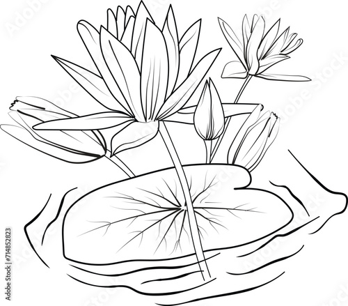 waterlily isolated, hand-drawn floral element. vector illustration bouquet of lotus, sketch art beautiful Nymphaea water lily flower tattoo, coloring page for adults, vintage waterlily drawing