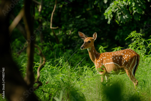 Young roebuck. Deer in foggy morning. European roe deer  Majestic buck standing in flowered meadow during rut season. Wild animal in natural habitat. Wildlife from summer nature.