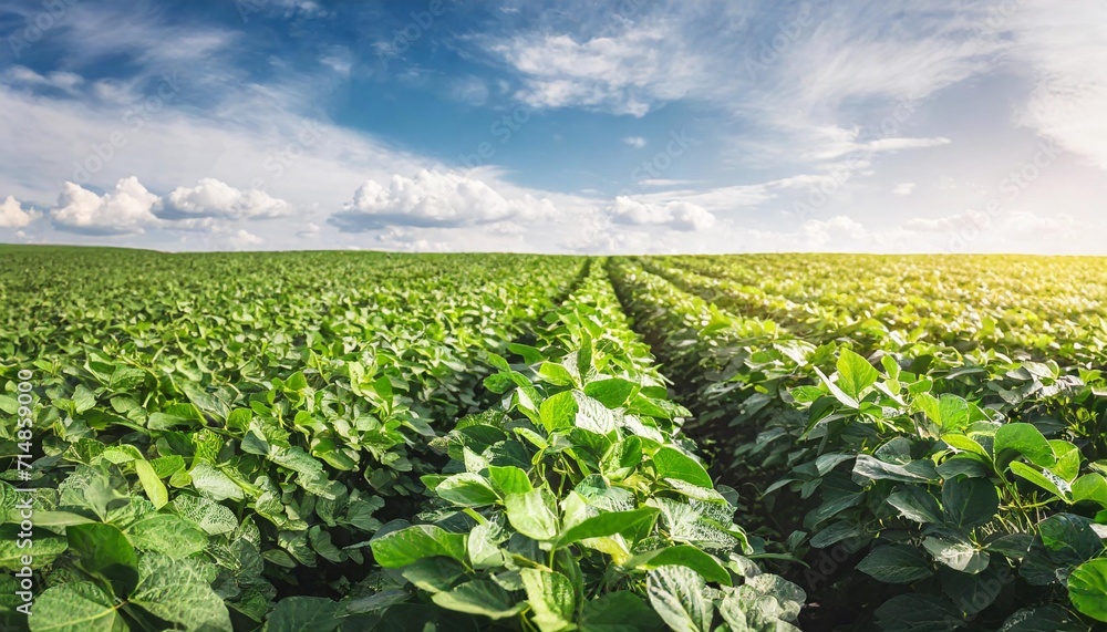 the green field of young flowering soybean plants grows in rows in the rays of the summer sun selective focus agricultural background banner