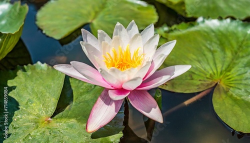 pink lotus flower or water lily in water