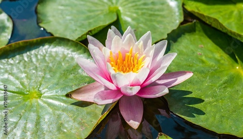 pink lotus flower or water lily in water
