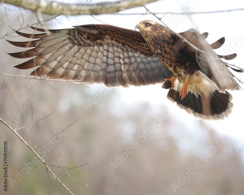 Endangered Species Snail Kite Flying with a Fresh Catch 