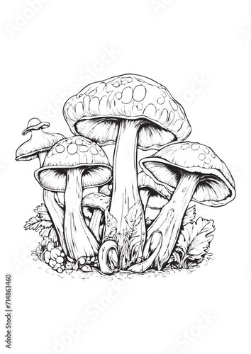 Mushrooms vector doodle illustration, coloring page for adults