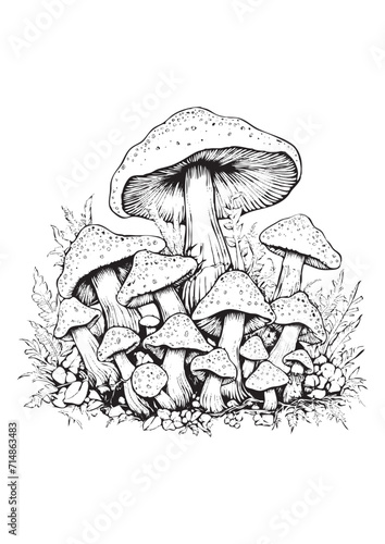 Mushrooms vector doodle illustration, coloring page for adults