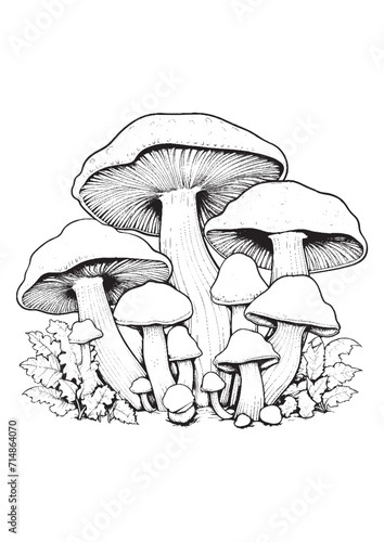 Mushrooms vector doodle illustration, coloring page for adults