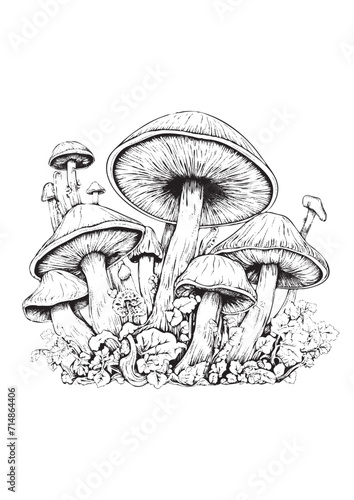 Mushrooms vector doodle illustration, coloring page for adults