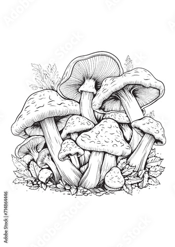 Mushrooms vector doodle illustration, coloring page for adults