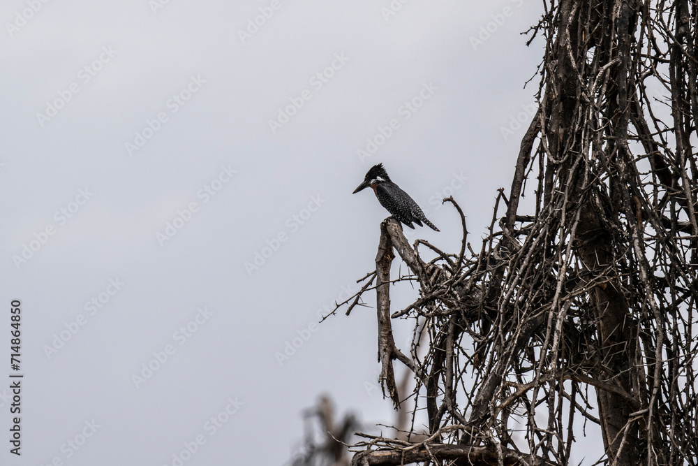 giant kingfisher on a dry tree branch in natural conditions in a national park in Kenya giant kingfisher on a dry tree branch in natural conditions in a national park in Kenya