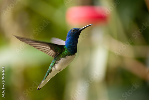 Blue, white and green colorful hummingbird from the "white-necked jacobin" species flying in a tropical environment in Mindo rainy forest, Ecuador